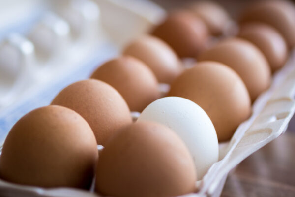 eggs in a carton, all but one are brown